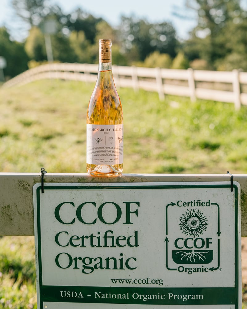 Monarch Challenge rose on top of CCOF Certified Organic signage for RAEN vineyard.