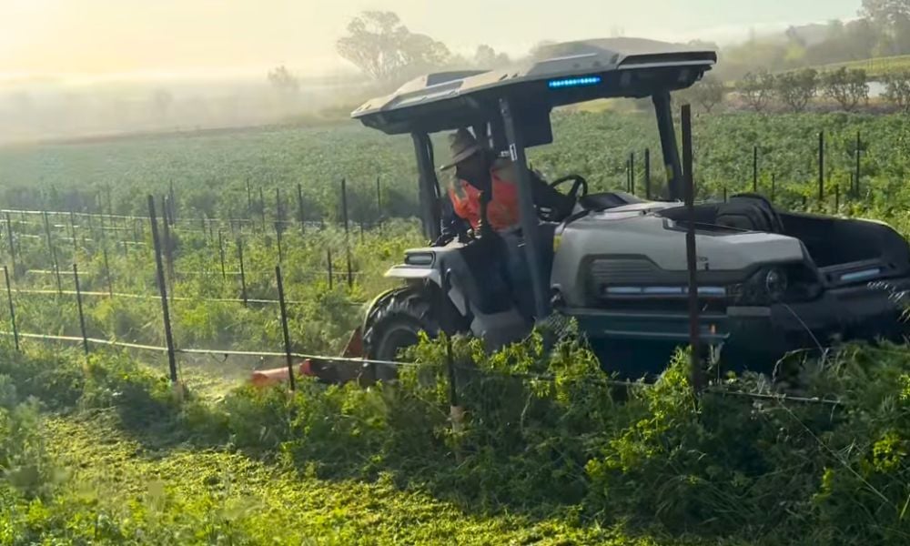 Cover crop mowing, a regenerative farming method of growing crops. 