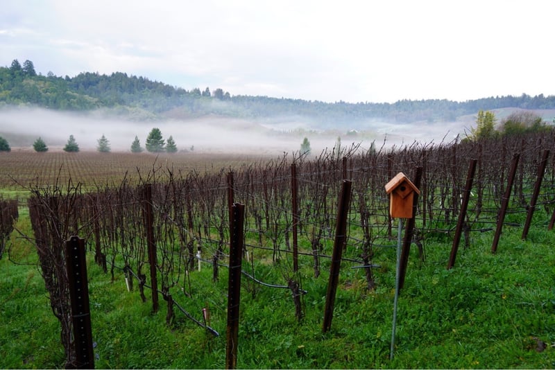 Freestone Occidental Vineyard