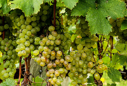 Peter Michael Winery Prioritizes Planet & Profit with Monarch MK-V