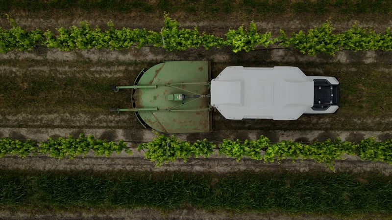 Overhead image of Monarch's MK-V electric, compact tractor mowing between grapevines in vineyard row.