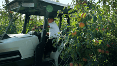 Monarch Tractor in an Orchard