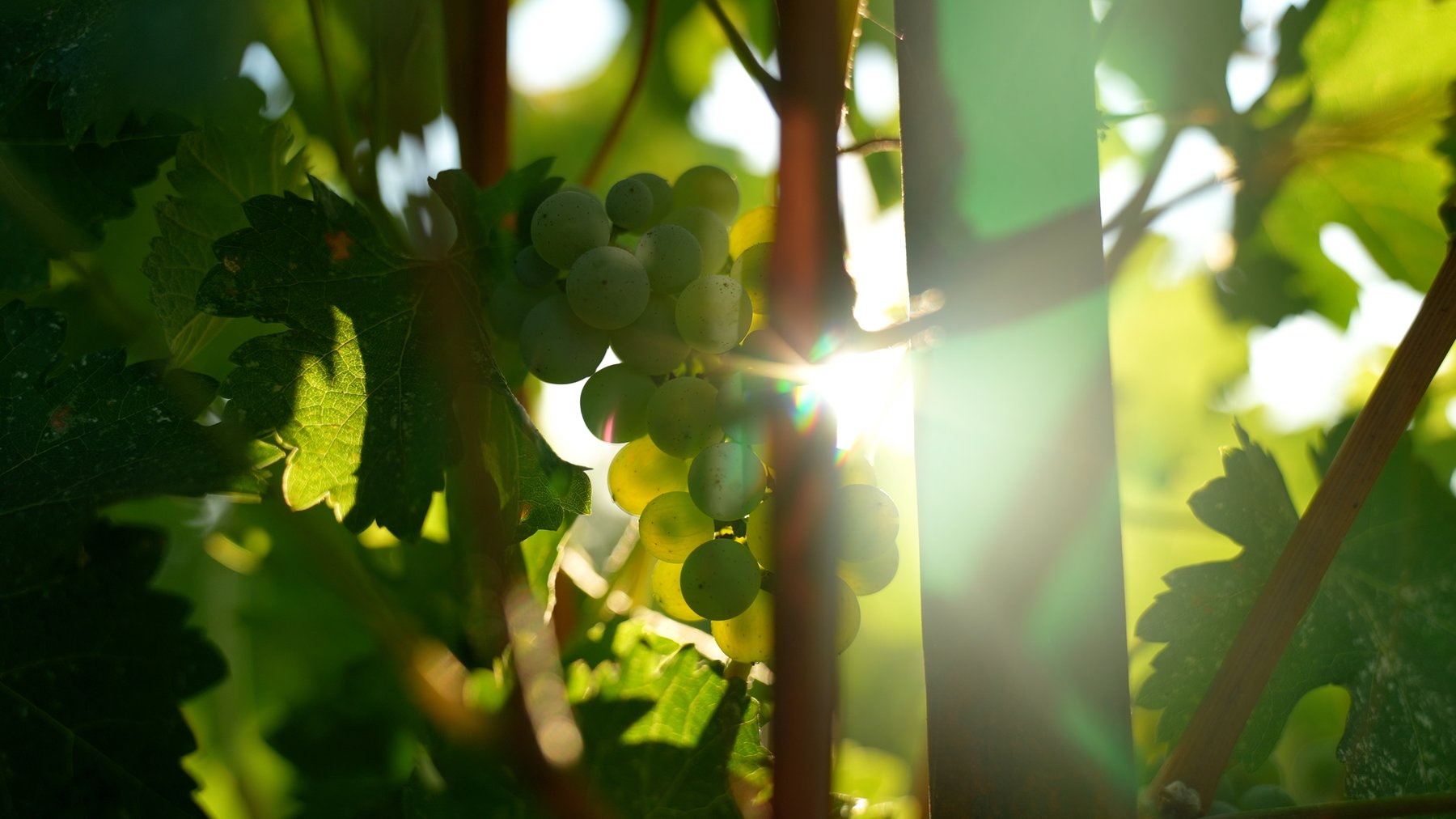 Grapes in Vineyard
