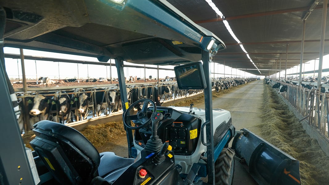 Monarch's MK-V electric tractor pushes feed to black and white dairy cows with no driver under a long stretch of shade cloth.