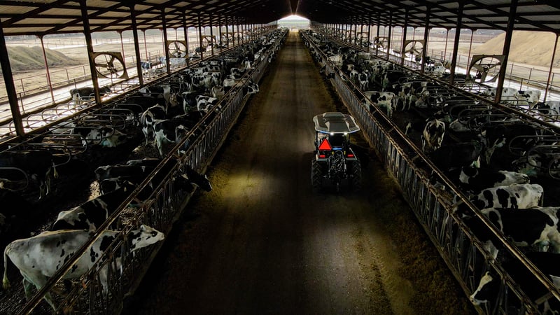 Monarch MK-V Dairy tractor pushes feed in a covered dairy lane.