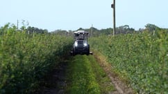Monarch Tractor on a blueberry farm