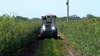 MT_May23_BlueberryDemo-FL-11
