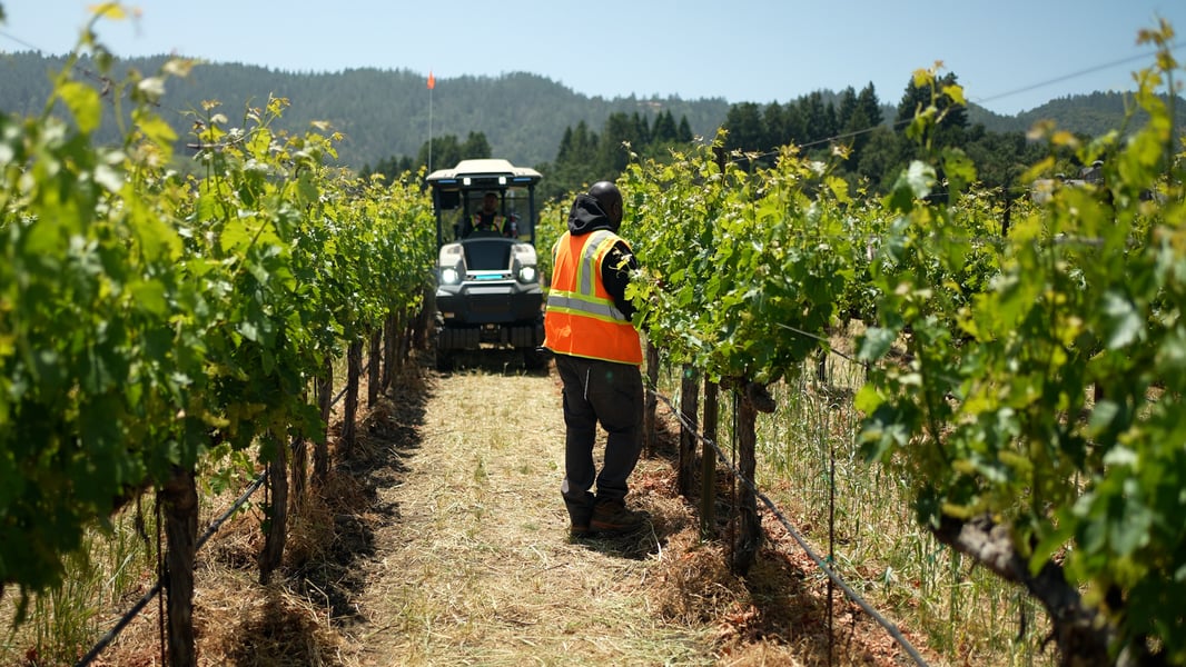 Field worker between vineyard rows being approach by an electric tractor. 