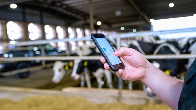 Closeup of a hand holding a smart phone opened to a farming app. Soft focus black and white dairy cows in the background.