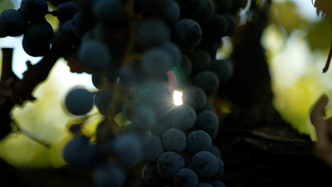 Gloria Ferrer Estate Vineyards: Only Certified 100% Organic Winery in CA for Sparkling Wine