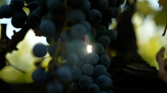 Gloria Ferrer Estate Vineyards: Only Certified 100% Organic Winery in CA for Sparkling Wine