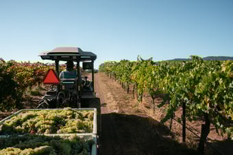 MK-V aiuta il proprietario di una vigna appena nata a trovare il successo nel primo anno di attività