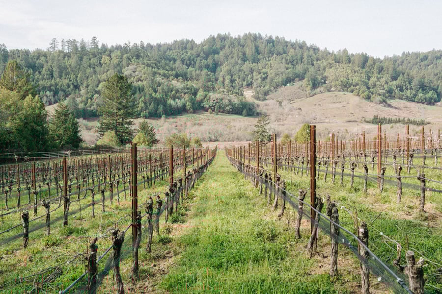 A lush vineyard, farmed with sustainable agriculture practices.