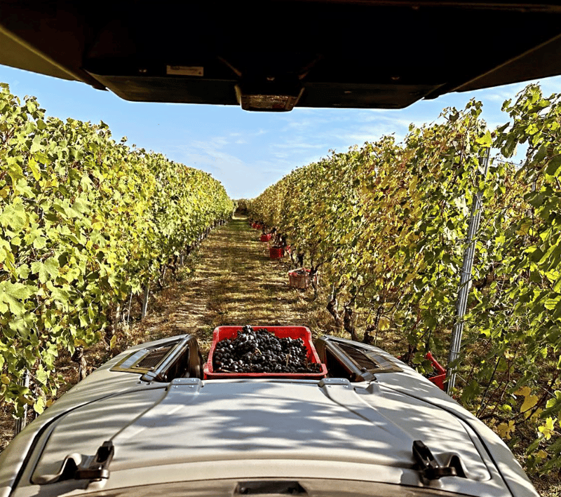 MK-V Tractor Driving in Vineyards in Europe 