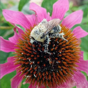 Let’s Take Flight: A Call to Save Our Sacred Pollinators