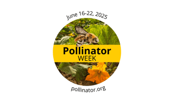 Let’s Take Flight: A Call to Save Our Sacred Pollinators
