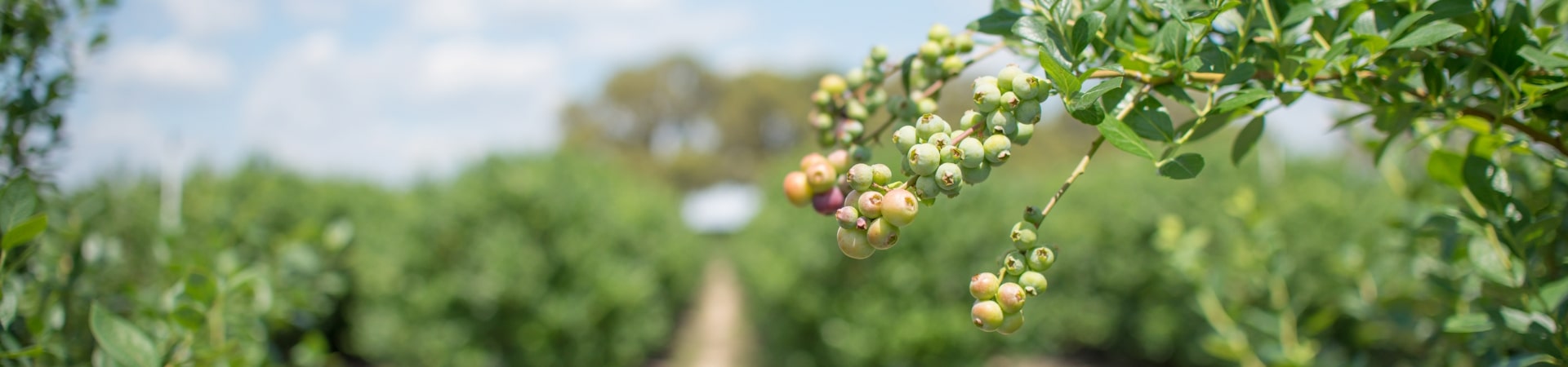 USDA Grant Funds Monarch Tractor Deployment and Partnership with Hopville Farms and Oregon State University