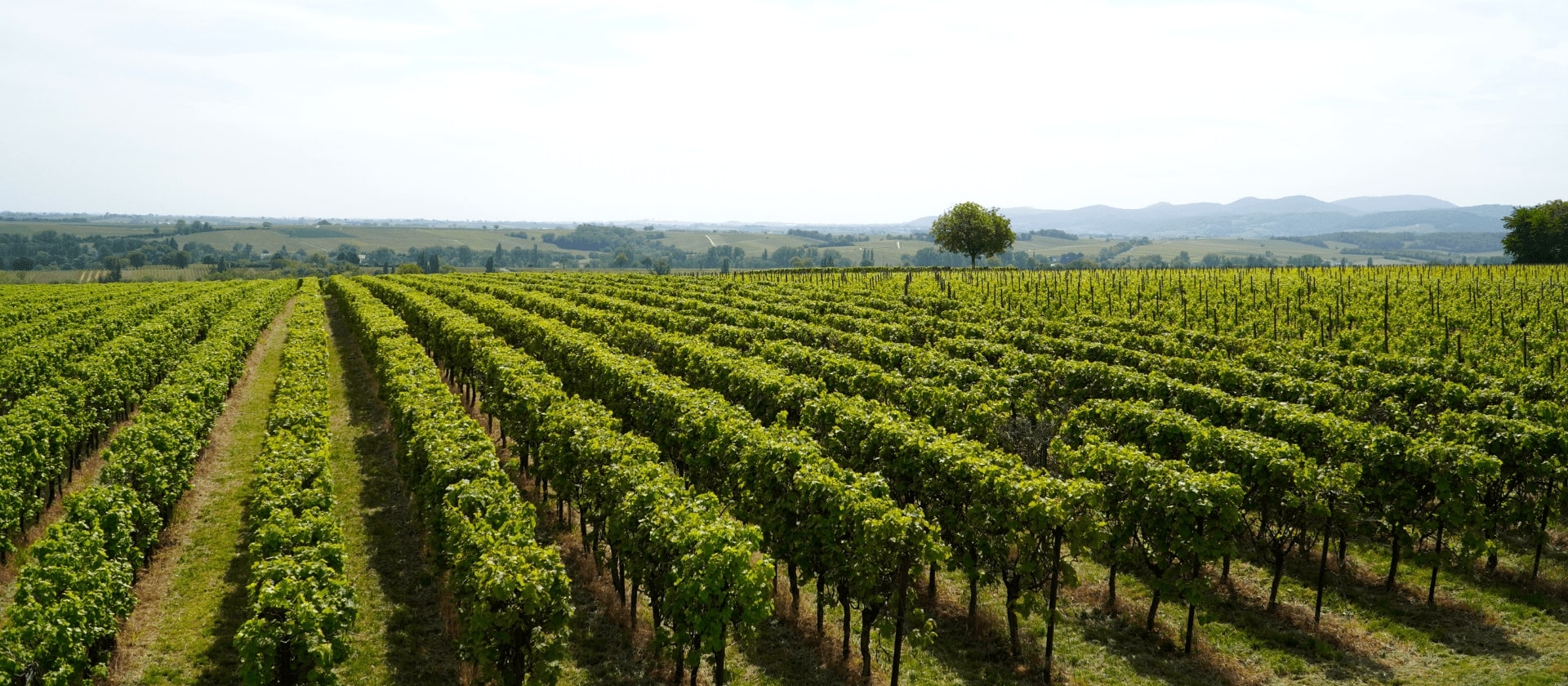 What You Need To Know About Farm Automation