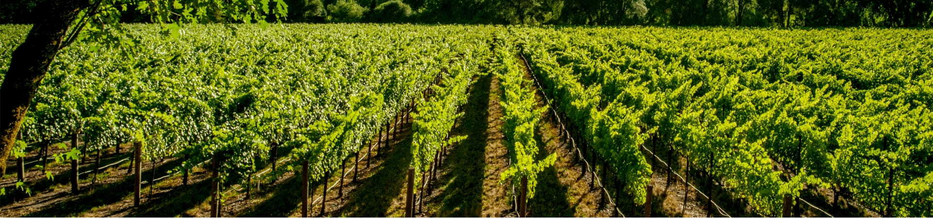 Overcoming Misconceptions About the Future of Autonomous Farming in California