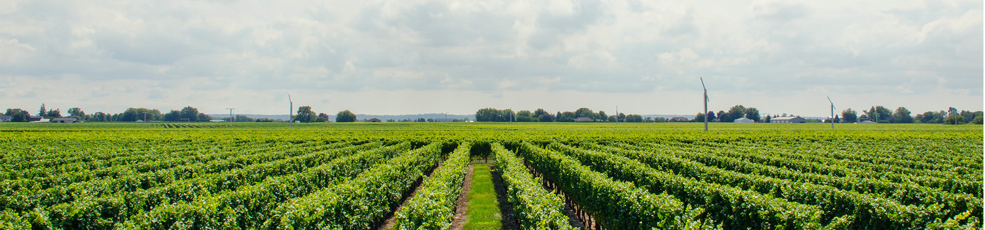Peter Michael Winery Prioritizes Planet & Profit with Monarch MK-V
