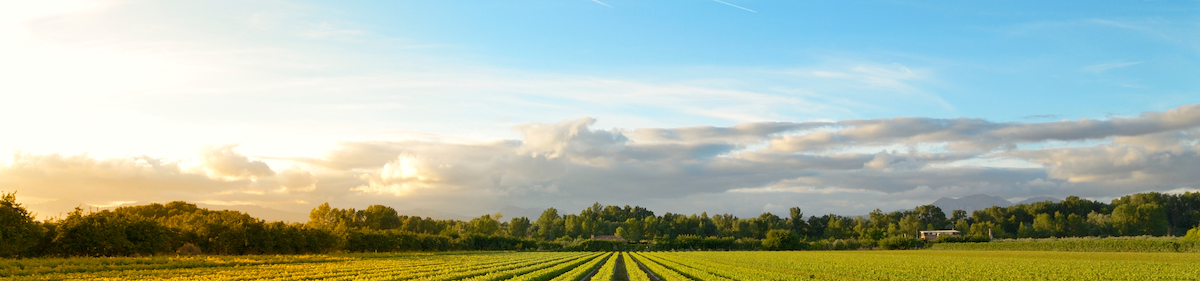 Vineyards are Using A.I. to Battle Climate Change